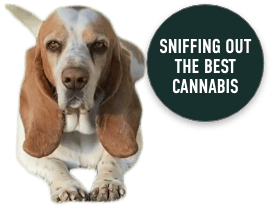 basset hound next to sticker reading "sniffing out the best cannabis"